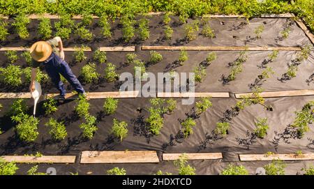 Der Gärtner gießt Tomaten mit Gießkannen. Stockfoto