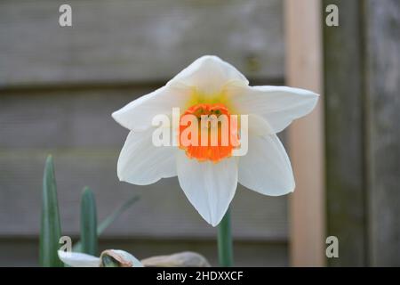 Schöne Frühlings-Narzisse. Stockfoto