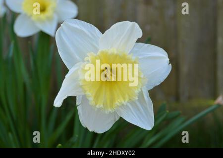 Schöne Frühlings-Narzisse. Stockfoto