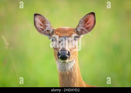 Weißschwanzhirsche aus nächster Nähe Stockfoto