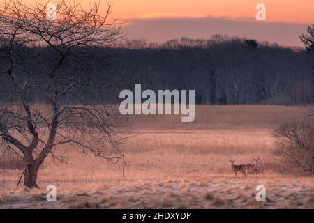 Weißschwanzhirsch, der auf offenem Feld steht Stockfoto