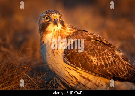 Rotschwanzfalke in goldenem Licht Stockfoto