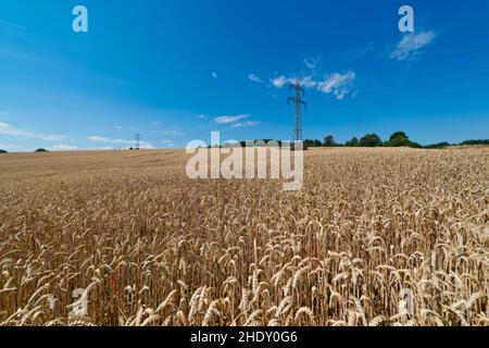 Ein Getreidefeld kurz vor der Ernte mit einer Stromleitung im Hintergrund. Stockfoto