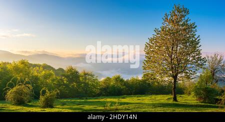 Baum auf der Bergwiese bei Sonnenaufgang. Wunderschöne Naturkulisse in den Bergen. Nebel steigt über den fernen Hügeln und Tal im Morgenlicht. Fantasti Stockfoto