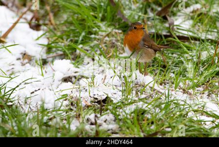 Ein Rotkehlchen im Schnee, Arnside, Milnthorpe, Cumbria, Großbritannien Stockfoto