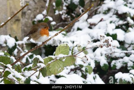 Ein Rotkehlchen im Schnee, Arnside, Milnthorpe, Cumbria, Großbritannien Stockfoto