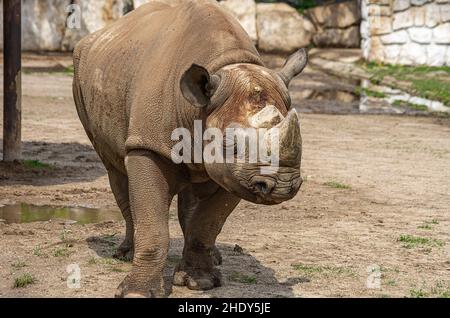 Dvur Kralove nad Labem, Kralovehradecky kraj, Tschechische Republik - 25. April 2014: , Rhino-Eindrücke vom Zoo von Dvur Kralove. Stockfoto