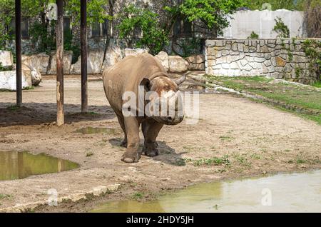 Dvur Kralove nad Labem, Kralovehradecky kraj, Tschechische Republik - 25. April 2014: , Rhino-Eindrücke vom Zoo von Dvur Kralove. Stockfoto