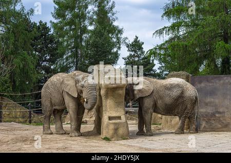 Dvur Kralove nad Labem, Kralovehradecky kraj, Tschechische Republik - 25. April 2014: Elefantenimpressionen vom Zoo Dvur Kralove. Stockfoto