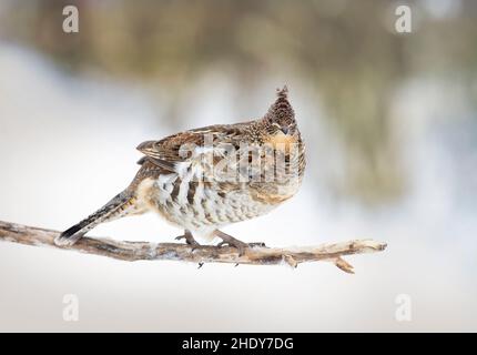 Im Winter in Ottawa, Kanada, auf einem kleinen Zweig Stockfoto