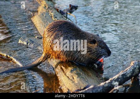 Ein junger Coypu frisst eine Karotte an einem Ast des Nidda-Flusses in Frankfurt Praunheim. Stockfoto