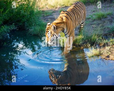 Ein erwachsener männlicher bengalischer Tiger (Panthera tigris tigris) erzeugt Wellen und eine Reflexion, während er in einen Teich tritt, um sich an einem heißen Tag abzukühlen. Stockfoto