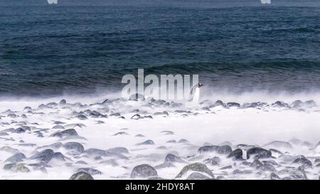 Ein südlicher Gentoo-Pinguin (Pygoscelis papua) spaziert durch Schnee und Sprühnebel auf Half Moon Island im südlichen Shetlands-Archipel in der Antarktis. Stockfoto