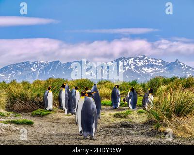 Eine Gruppe von Königspinguinen, Aptenodytes patagonicus, die auf der Insel Südgeorgien stehen, umgeben von Lumpengras, mit Bergen und blauem Himmel. Stockfoto