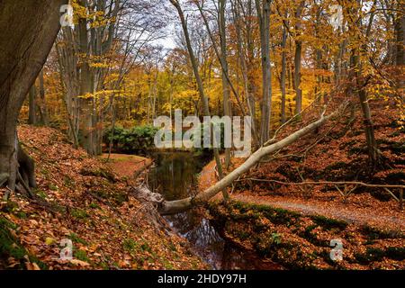 Herbstwald bei Overveen, Niederlande Stockfoto