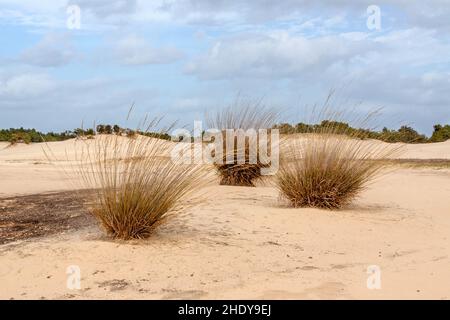 Sandfixierung durch wachsende Gräser Stockfoto