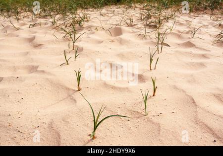 Sandfixierung durch wachsende Gräser Stockfoto