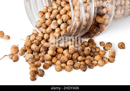 Koriander, Koriandersamen, Koriandersamen, Koriandersamen Stockfoto