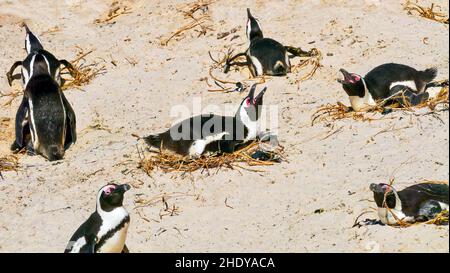 Eine Gruppe von afrikanischen Pinguinen (Spheniscus demersus) hält Eier auf ihren Nestern am Boulders Beach in False Bay, nahe Kapstadt, Südafrika, warm. Stockfoto