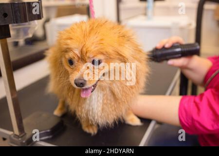 Pommersche spitz in Hund Salon.Weibliche Hände mit Haartrockner auf Netter Hund im Salon Stockfoto