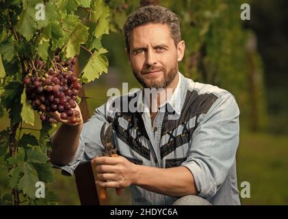 Fröhlicher Gärtner auf der Sommerernte. Enologe mit Gartenschere. Bauer Schnitt Weinrebe. Stockfoto