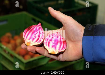 Rote Bete, Tonda di Chioggia, rote Bete Stockfoto