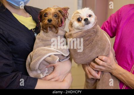 Waschen Sie die Hunde Pflege . Zwei süße, nasse havanesische Welpen nach dem Bad sitzen auf einem blauen Handtuch und schauen nach oben Stockfoto