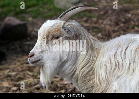 Ziege, Ziegen Stockfoto