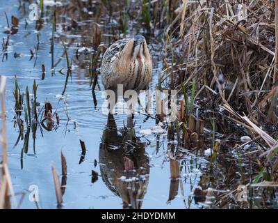 Große Rohrdommel Botaurus stellaris in einem Wasser Kanal unter Reedmace Typha latifolia, blashford Seen, Hampshire, Isle of Wight Wild Stockfoto