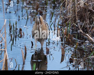 Große Rohrdommel Botaurus stellaris in einem Wasser Kanal unter Reedmace Typha latifolia, blashford Seen, Hampshire, Isle of Wight Wild Stockfoto