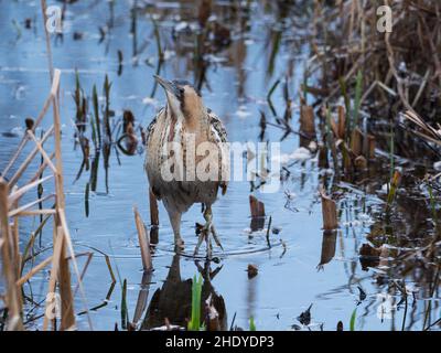 Große Rohrdommel Botaurus stellaris in einem Wasser Kanal unter Reedmace Typha latifolia, blashford Seen, Hampshire, Isle of Wight Wild Stockfoto