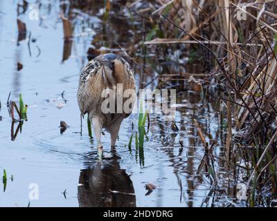 Große Rohrdommel Botaurus stellaris in einem Wasser Kanal unter Reedmace Typha latifolia, blashford Seen, Hampshire, Isle of Wight Wild Stockfoto