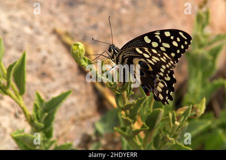 afrikanischer riesiger Schwalbenschwanz Stockfoto