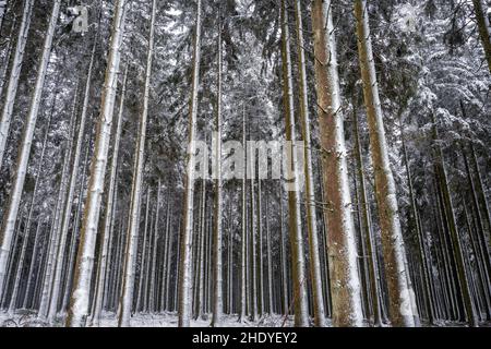 Winterwunderland in den belgischen Ardennen in der Nähe von Manhay. Stockfoto