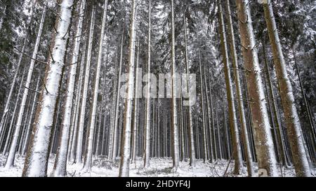 Winterwunderland in den belgischen Ardennen in der Nähe von Manhay. Stockfoto