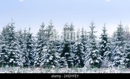 Winterwunderland in den belgischen Ardennen in der Nähe von Manhay. Stockfoto