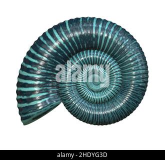 Muscheln, Schneckenform, Muscheln, Schneckenformen Stockfoto