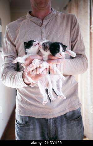 Person, die kleine Kätzchen in den Armen hält. Person, die eine Gruppe von kleinen Katzen hält Stockfoto