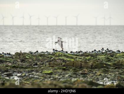 Curlew (Numenius arquata), im Flug vorbei an gemischten Watvögeln, Solway-Mündung, Dumfries, SW-Schottland Stockfoto