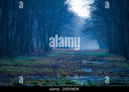 Wald, blaue Stunde, Feuchtgebiet, Wälder, Holz, Wälder, Wälder, blaue Stunden, Feuchtgebiete Stockfoto
