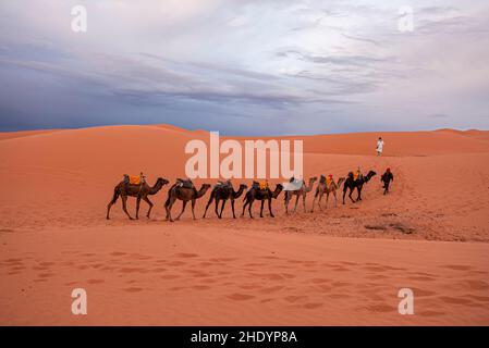 Beduinen in traditioneller Kleidung führen Kamele durch den Sand in der Wüste Stockfoto