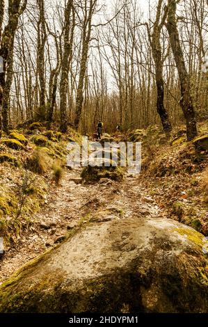 Wanderer auf einem Weg aus Steinen und Felsen in einem Eichenwald im El Tejedelo Wald im Frühjahr. Requejo von Sanabria. Zamora. Spanien. Stockfoto