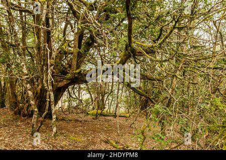 Tausendjährige Eibe verzweigt sich im Wald von El Tejedelo, Teixedelo. Taxus baccata, in Requejo de Sanabria im Frühjahr, Region Sanabria, Zamora, Spanien. Stockfoto