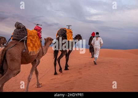 Beduinen in traditioneller Kleidung führen Kamele durch den Sand in der Wüste Stockfoto