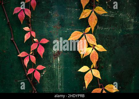 Abstrakte Herbstblätter auf alten rostigen Wänden. Bunte Efeu-Blätter. Grüner Hintergrund. Stockfoto