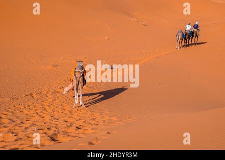 Beduinen reiten an sonnigen Sommertagen auf Kamelen durch den Sand in der Wüste Stockfoto