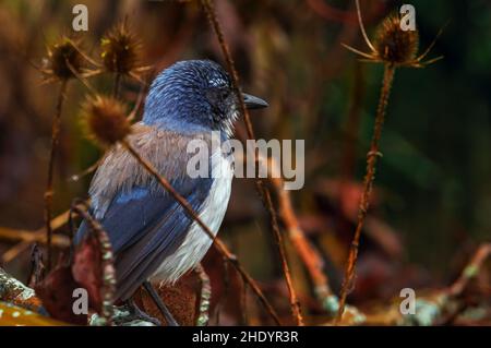 Nahaufnahme eines Western Scrub Jay Stockfoto