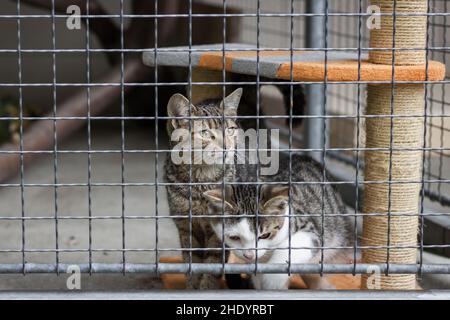 Zwei verlassene Katzen im Tierheim. Verspielte Kätzchen im Käfig. Adoption von Haustieren. Stockfoto