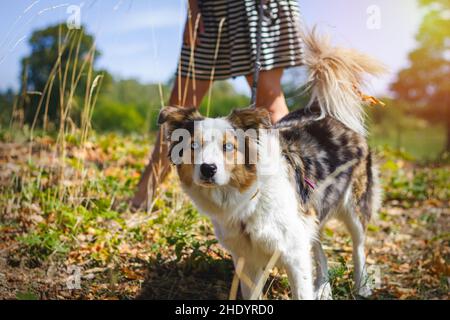 Mädchen auf dem Spaziergang mit ihrem Hund, Border Collie. Niedliches Haustier mit Besitzer in der Natur Stockfoto