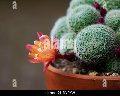 Rosa und orangefarbene Blüte des Aylostera heliosa x albiflora Kaktus Stockfoto